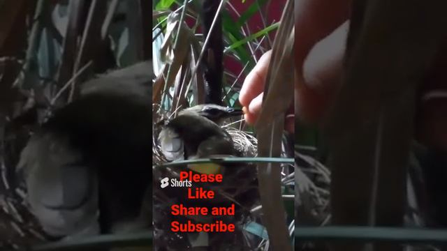 I feed a bird 😍White Browed Bulbul 28 06 2022 #viral #birds #parrot#whitebrowdbulbul #rooster смотреть онлайн
