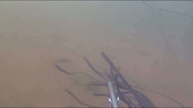 Много мелкой щуки, видимость не очень, но рыбку взял. смотреть онлайн