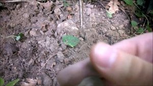 Дмитрий Сафонов и лесные поиски монет. Закрытие летнего сезона 2018 c Minelab Go-find 66