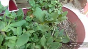 How to collect petunia flowers seeds