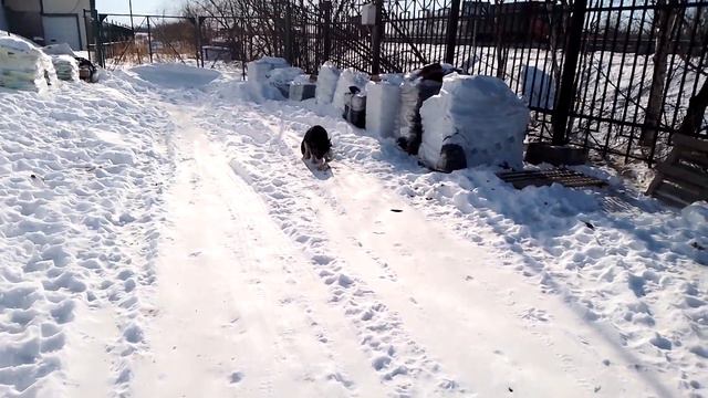 Динго 7