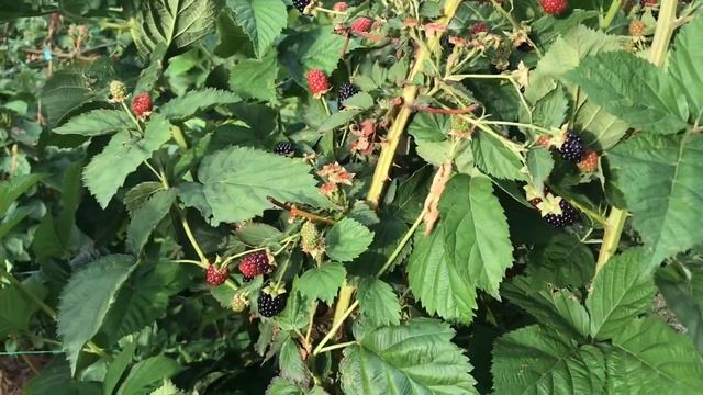 Ежевика Тревелер в сравнении с Фридом. смотреть онлайн