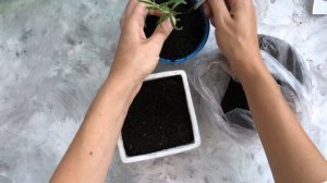 Розмарин из семян в горшке | как вырастить