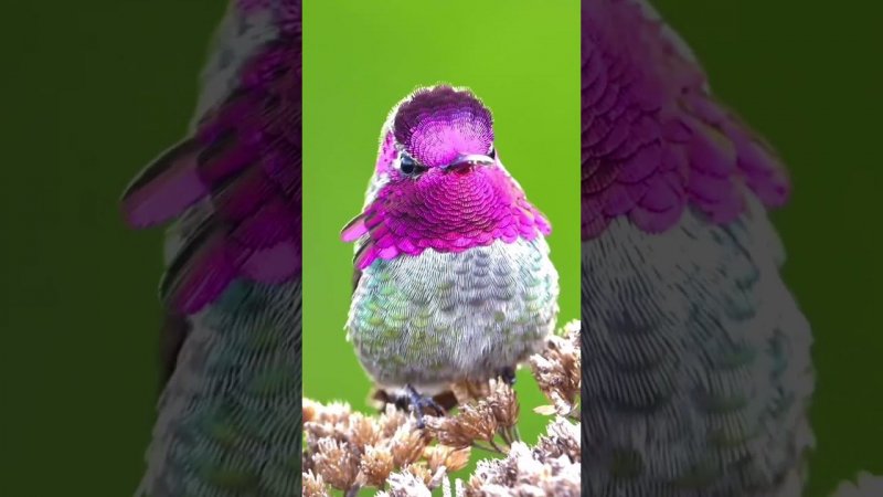 Hummingbirds are a family of small birds from the order Striata