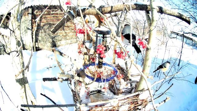 Кормушка для снегирей. Снегири лакомятся рябиной и калиной смотреть онлайн