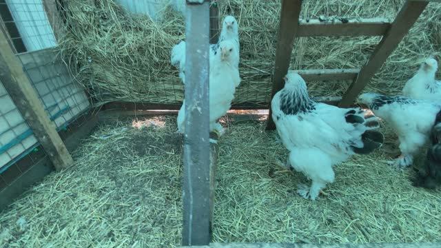 Курятник. цыплята ситуация на 28 августа 2023 смотреть онлайн