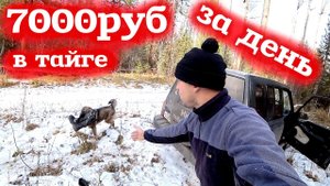 7000 рублей за один день! Добыча Серы! Живица лиственницы.