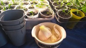 Чеснок для Орхидей, лучший усиленный рецепт