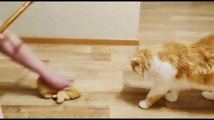 Как отучить котиков портить мебель и "делать лужи". Полезные советы от подписчицы Ирины!