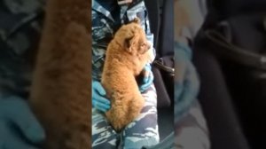 Нелегальная перевозка диких животных. Львёнок в коробке☹️ Спасение ЛЬВЁНКА/ ВОЛГОГРАД