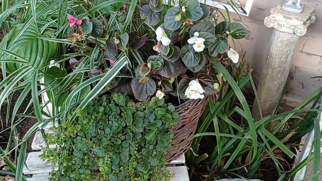 Красивое видео. Винтажный уголок в ПАТИО теперь тоже по-осеннему наряден.  Горшечный садик осенью.