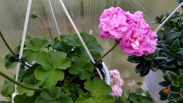 Пеларгонии: зарождение коллекции. смотреть онлайн