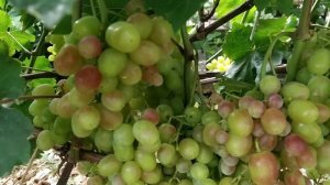 Подарок Никополю виноград на 22.07.21 очень ранний срок созревания. Виноград Теплова Татьяна