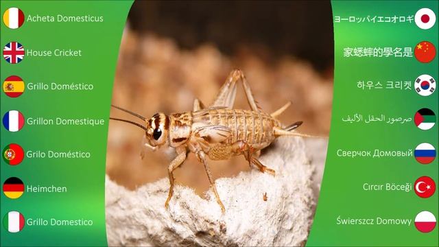 Insect Sounds: House Cricket смотреть онлайн