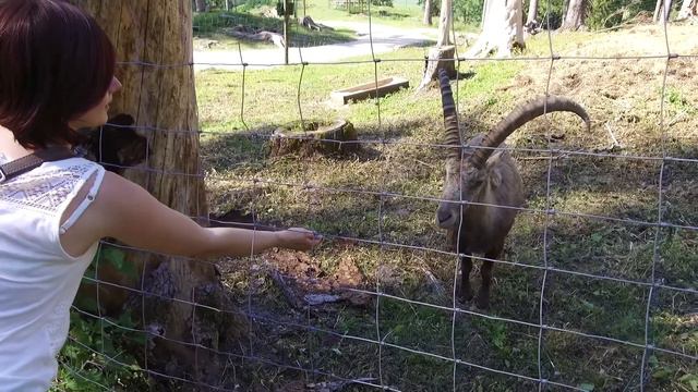 КОЗЕЛ ЗАЛЕЗ НА СТОЛ! Австрия Каринтия Парк Rosegg. смотреть онлайн