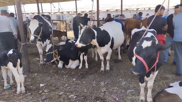 Молбозори Ленинский ш.Душанбе нархи Говхои зот ва Аспхо