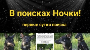 В поисках Ночки
