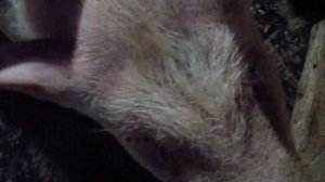 Свиноводство. Признаки охоты у свиньи. Ролик-9