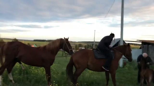 Хватит всем ???жеребец кобыла всадник ? смотреть онлайн