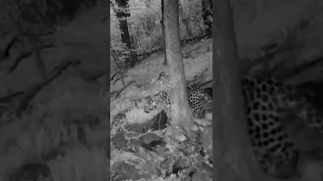 Редкие кадры ночного "пения" дальневосточного леопарда