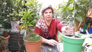 Вредители: мучнистый червец, щитовка, клещ.