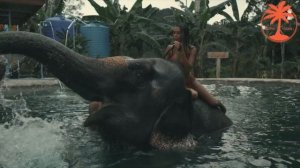 Катание на слонах на Пхукете ( Камала) и квадроциклы | Tropic Tours