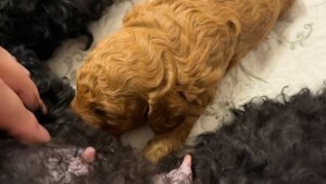 ПОСМОТРИТЕ КАК ИЗМЕНИЛСЯ ЩЕНОК ЗА НЕДЕЛЮ/ первый месяц жизни/ ПУДЕЛЬ