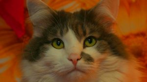 Новогодний подарок любимому коту. Мой кот в диком восторге