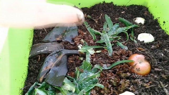 Кормление червей в вермикомпостере. Разведение червей дома. Домашний вермикомпостер смотреть онлайн