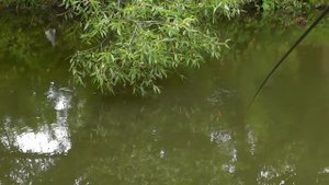 Рыбалка на речке на поплавок, ловля на течении и в затишке, съёмка под водой Fishing, underwater