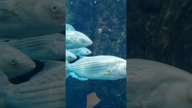 Montreal Biodome St Lawrence!