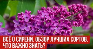 Всё о сирени. Обзор лучших сортов. Что важно знать