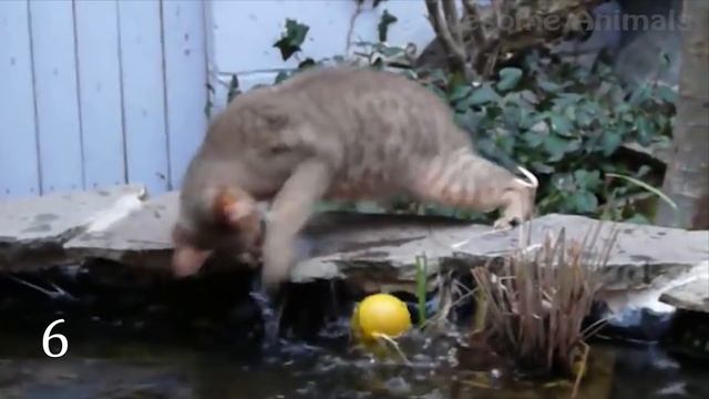 10 Amazing Hybrid Animals That Actually Exist смотреть онлайн