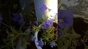Как цветёт Виола осенью