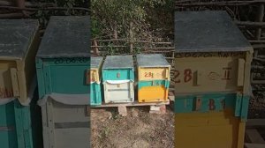 Рогатые улья своими руками очень просто