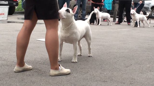 Dog Show Mono Bull terrier 2014/05/25 p10 (585) смотреть онлайн
