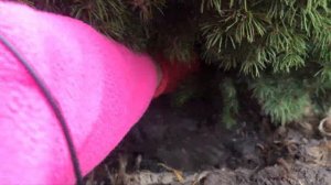 Осенняя посадка хвойных растений для начинающих дачников и садоводов.