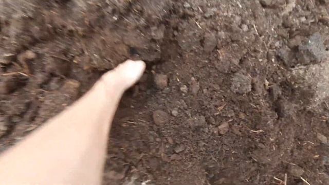 Купить перегной коровий