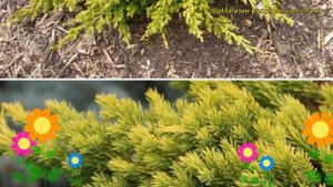 Можжевельник лежачий Кишиогима. Краткий обзор, описание характеристик, где купить саженцы