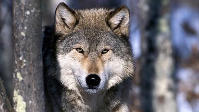 Gray Wolf Facts смотреть онлайн