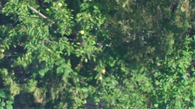 ЕВПАТОРИЯ - КРЫМ ФРУКТЫ НА ДЕРЕВЕ. 4 ИЮЛЯ 2022. смотреть онлайн