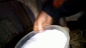 Утренняя Дойка козы . Кормление козлят .Посеяла все Перцы.