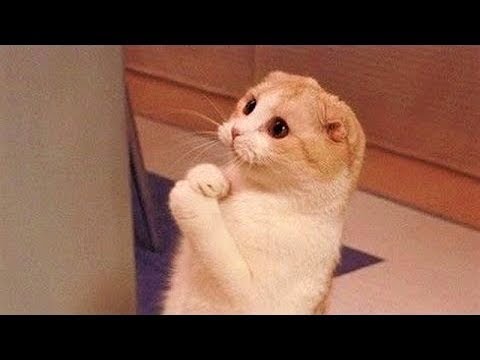 УГАРНАЯ ПОДБОРКА НОВЫХ ПРИКОЛОВ С ЖИВОТНЫМИ - ПОПРОБУЙ НЕ ЗАСМЕЯТЬСЯ смотреть онлайн