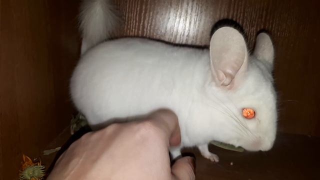 Сложный Окрас Шиншилл Бело-розовый Сапфир Носитель Фиолета Нашел Новый Дом!!! смотреть онлайн