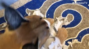 Big Floppa Destroyed Toilet Paper EP03 : Caracal