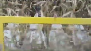 Жатка для подсолнечника НАШ 873  Уборка кукурузы