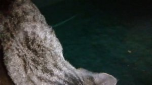 Басейн на 12 Кубов за 1000 рублей Своими Руками )))