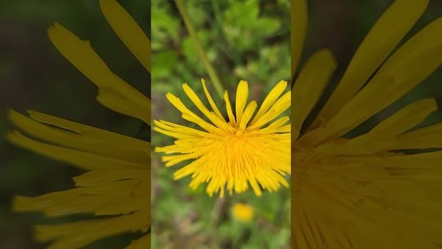 Какое соцветие у ОДУВАНЧИКА? смотреть онлайн