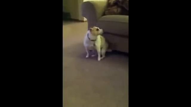 танцующая собака смотреть онлайн