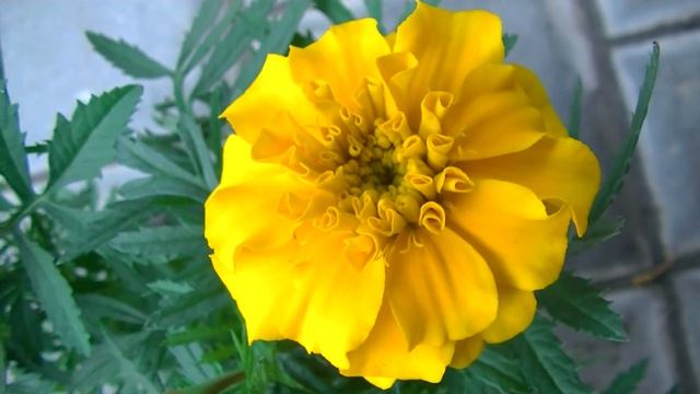 БАРХАТЦЫ # ЖИВЫЕ КАРТИНКИ ДЛЯ ВИДЕОМОНТАЖА # ВИДЕОФОН смотреть онлайн